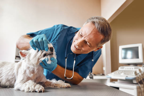 Best Emergency Dental Surgery in Crest View Heights, NY